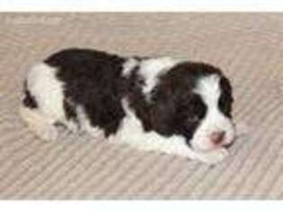 English Springer Spaniel Puppy for sale in Lebanon, PA, USA