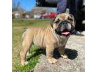 Bulldog Puppy for sale in Sumter, SC, USA