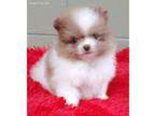 Pomeranian Puppy for sale in San Luis Obispo, CA, USA