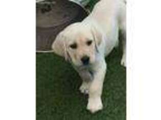 Labrador Retriever Puppy for sale in Naples, FL, USA