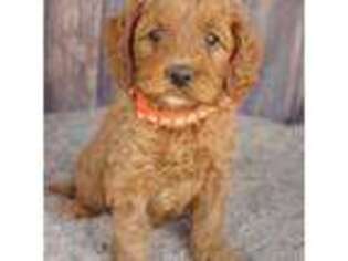 Australian Labradoodle Puppy for sale in Fort Dodge, IA, USA