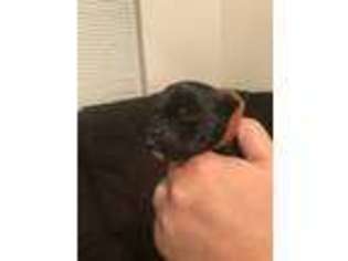 Staffordshire Bull Terrier Puppy for sale in Sacramento, CA, USA