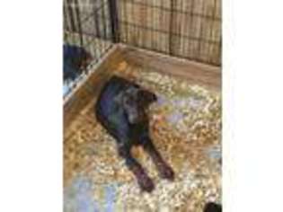 Doberman Pinscher Puppy for sale in Lovelady, TX, USA