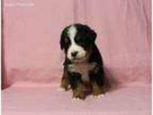 Bernese Mountain Dog Puppy for sale in Auburn, IN, USA