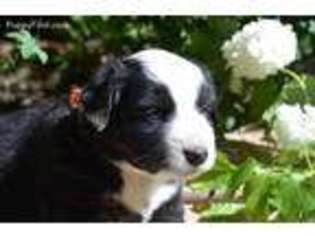 Miniature Australian Shepherd Puppy for sale in Polson, MT, USA