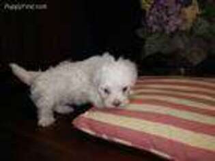 Maltese Puppy for sale in Westfield, NC, USA