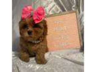 Shih-Poo Puppy for sale in Saint Cloud, FL, USA