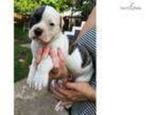 American Bulldog Puppy for sale in New Orleans, LA, USA