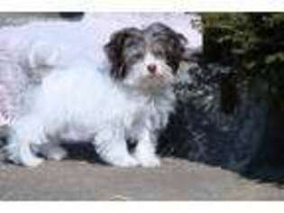 Havanese Puppy for sale in Union Bridge, MD, USA