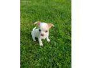 Chihuahua Puppy for sale in Conestoga, PA, USA