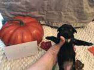 Pug Puppy for sale in Dillsboro, IN, USA