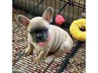 French Bulldog Puppy for sale in Harrah, OK, USA