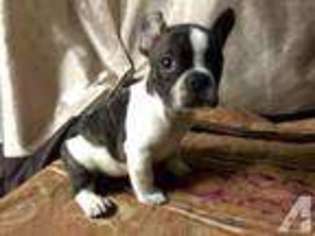 French Bulldog Puppy for sale in EL TORO, CA, USA