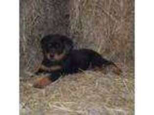 Rottweiler Puppy for sale in East Berlin, PA, USA