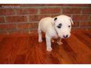 Bull Terrier Puppy for sale in Lebanon, PA, USA