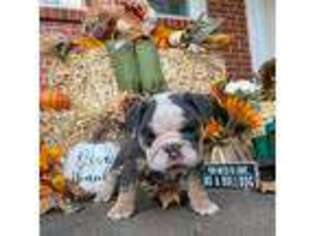 Bulldog Puppy for sale in Wagoner, OK, USA