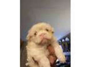 Pekingese Puppy for sale in Gaffney, SC, USA