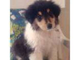 Collie Puppy for sale in Riverside, CA, USA