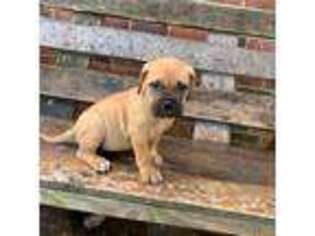 Bullmastiff Puppy for sale in Deer Park, TX, USA