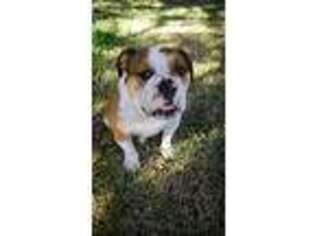Olde English Bulldogge Puppy for sale in Copperas Cove, TX, USA