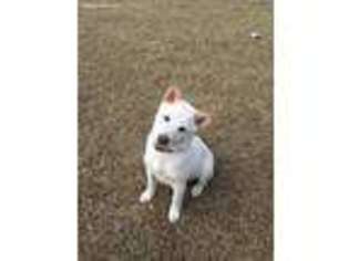 Shiba Inu Puppy for sale in Lady Lake, FL, USA