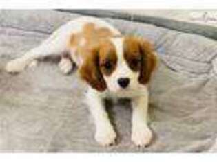 Cavalier King Charles Spaniel Puppy for sale in Los Angeles, CA, USA
