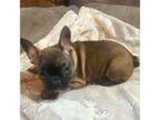 French Bulldog Puppy for sale in Norris City, IL, USA