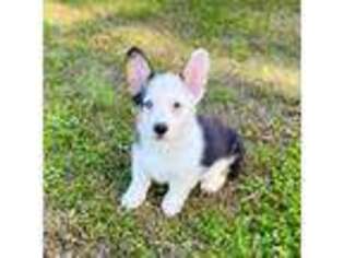 Pembroke Welsh Corgi Puppy for sale in Snow Hill, NC, USA