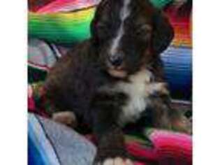Mutt Puppy for sale in Morris, OK, USA