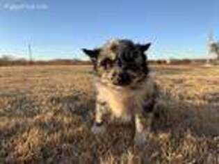 Mutt Puppy for sale in Foss, OK, USA