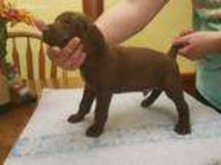 German Shorthaired Pointer Puppy for sale in Big Island, VA, USA