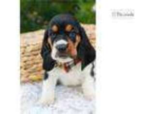 Basset Hound Puppy for sale in South Bend, IN, USA