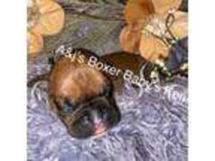 Boxer Puppy for sale in Dayton, OH, USA
