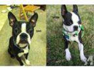 Boston Terrier Puppy for sale in ROCKVILLE, MD, USA