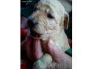 Goldendoodle Puppy for sale in Bonners Ferry, ID, USA