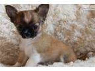 Chihuahua Puppy for sale in Shreveport, LA, USA