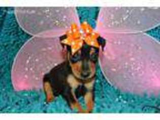 Miniature Pinscher Puppy for sale in Conway, MO, USA