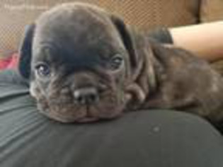 French Bulldog Puppy for sale in Neenah, WI, USA