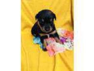 Rottweiler Puppy for sale in Deland, FL, USA
