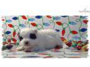 Pomeranian Puppy for sale in Nashville, TN, USA