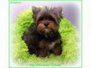 Yorkshire Terrier Puppy for sale in Ephrata, WA, USA