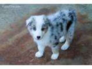 Anatolian Shepherd Puppy for sale in Oklahoma City, OK, USA