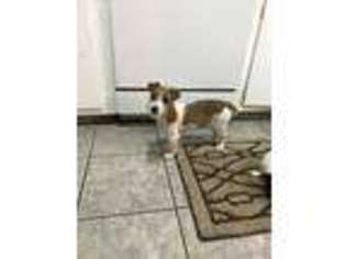 Jack Russell Terrier Puppy for sale in Chino, CA, USA