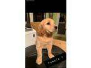 Golden Retriever Puppy for sale in Graham, TX, USA