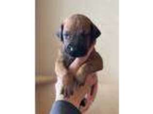 Rhodesian Ridgeback Puppy for sale in Oak Glen, CA, USA