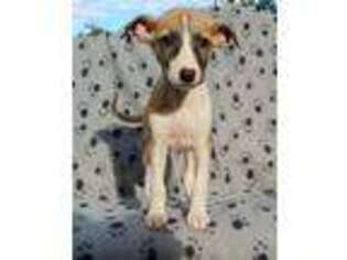 Whippet Puppy for sale in Sweet Home, OR, USA