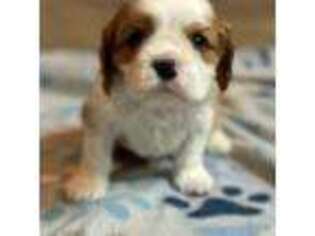 Cavalier King Charles Spaniel Puppy for sale in Auburn, IN, USA
