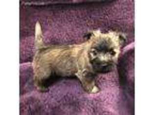 View Ad Cairn Terrier Puppy For Sale Near Ohio Medina Usa Adn