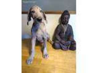 Great Dane Puppy for sale in Peoria, IL, USA