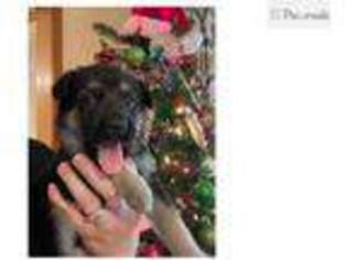 German Shepherd Dog Puppy for sale in Atlanta, GA, USA